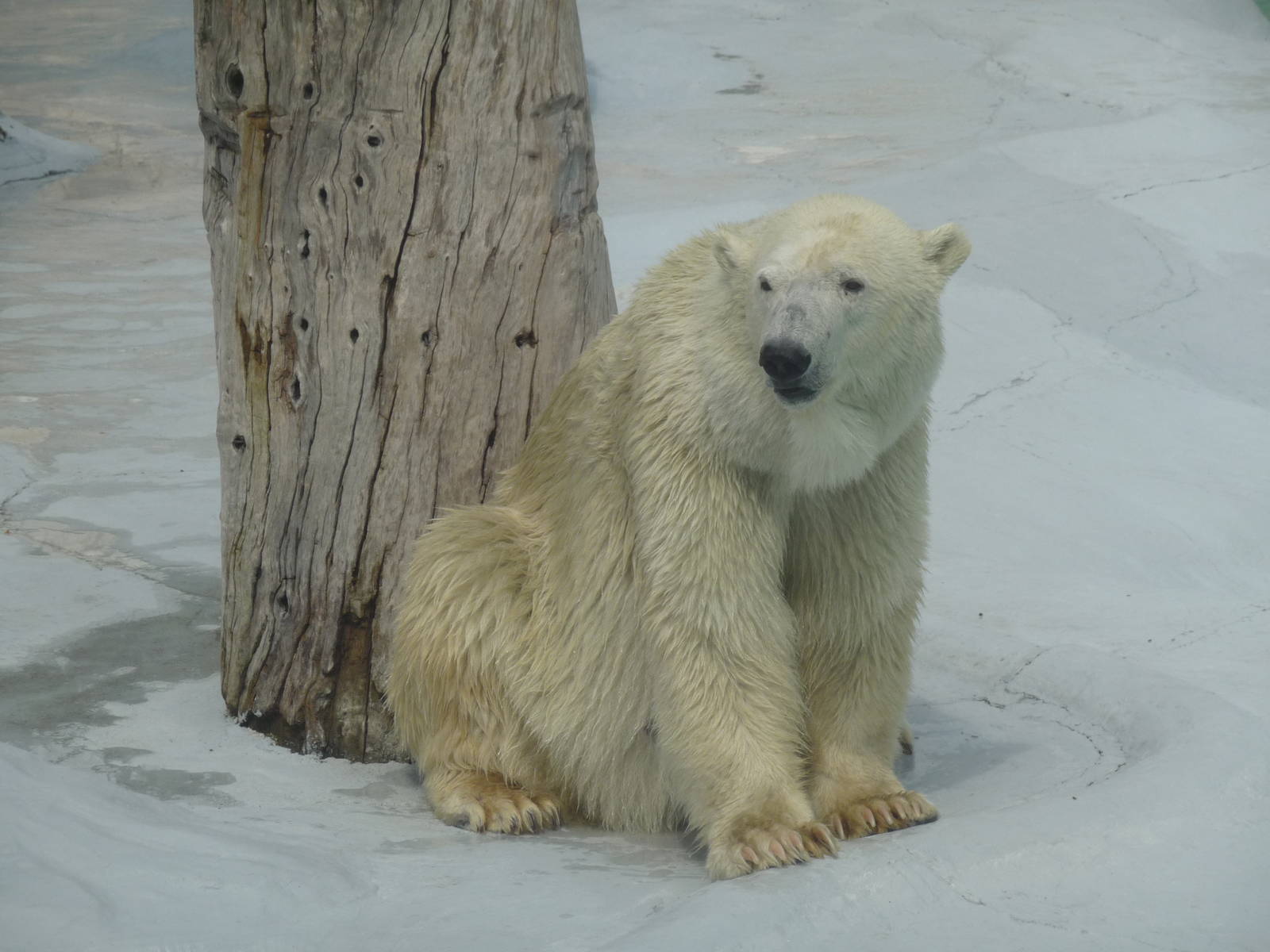 yupik polar bear morelia zoo