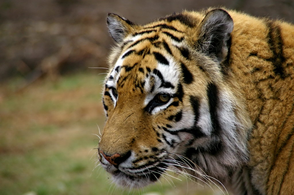 Yuri the Amur Tiger