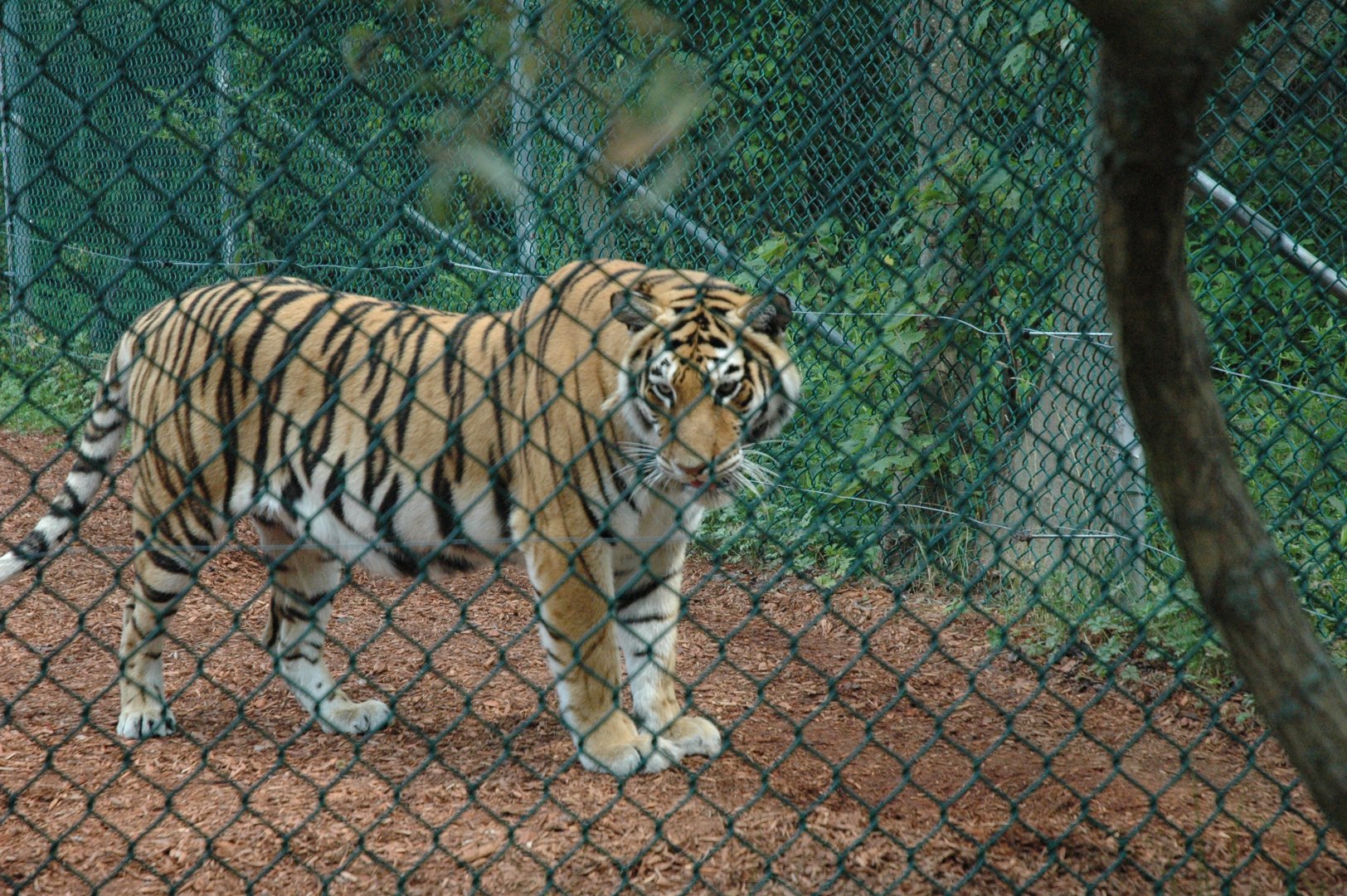 YWK 2010 Siberian Tiger