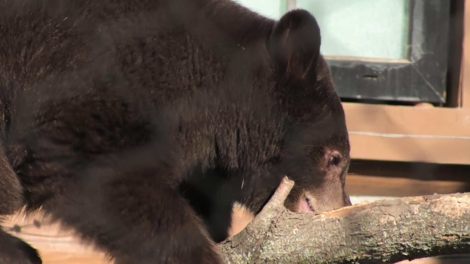 Yzma the baby black bear