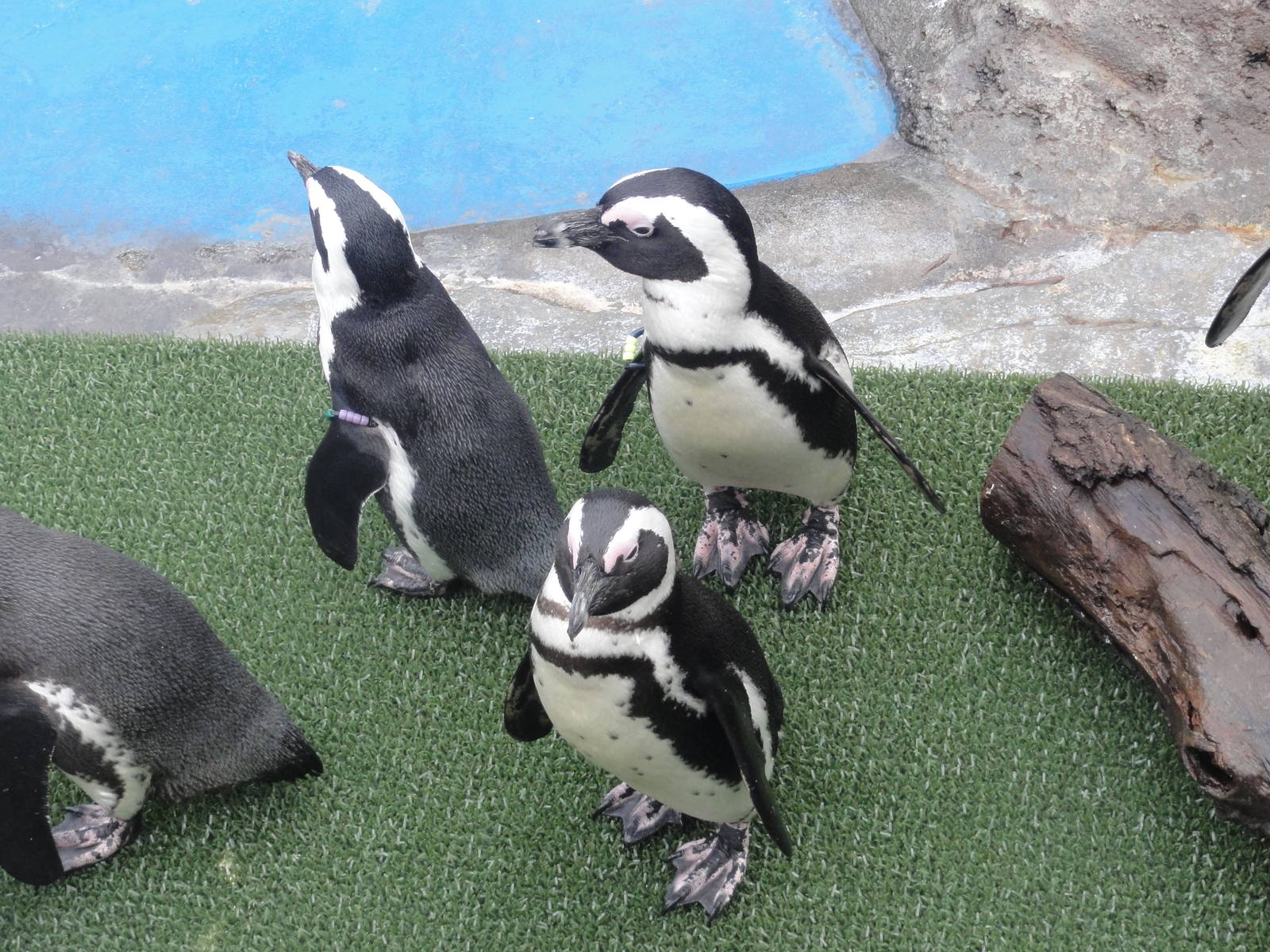 Z*A*M Christmas 2015:African Penguins