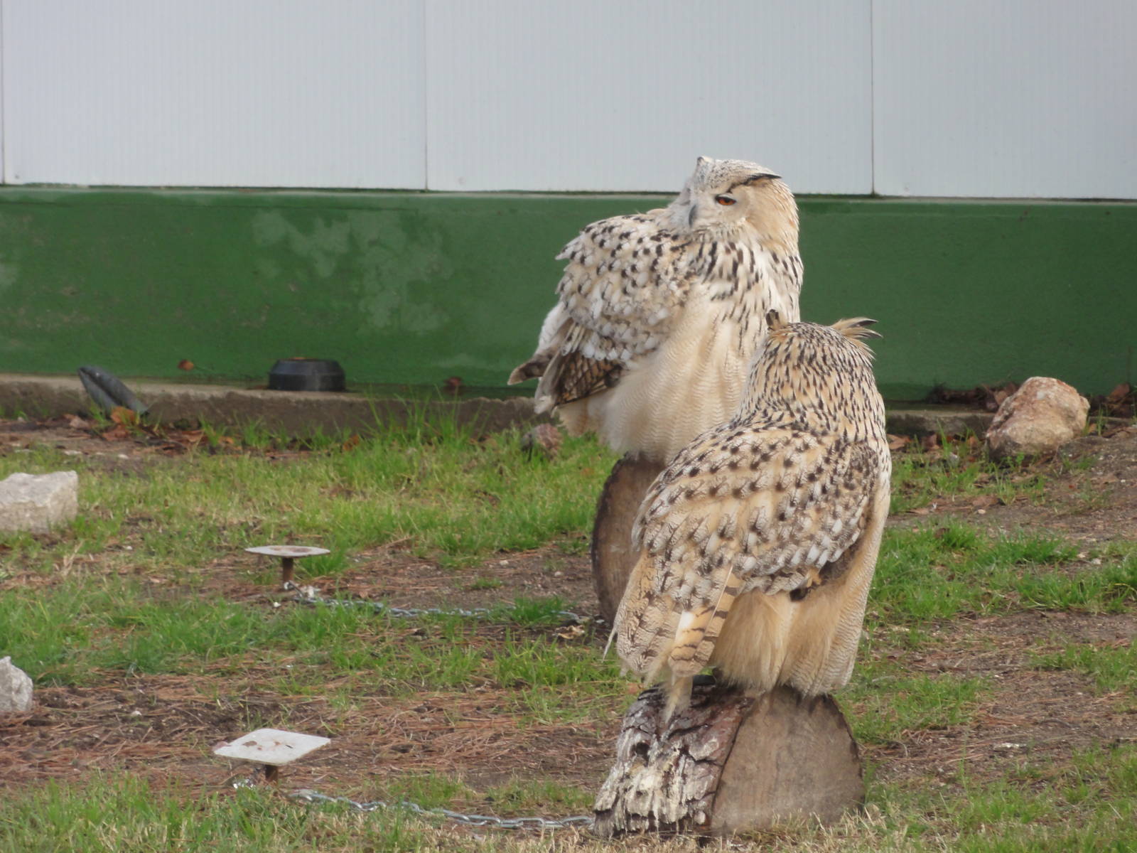 Z*A*M: Christmas 2016: great horned owls