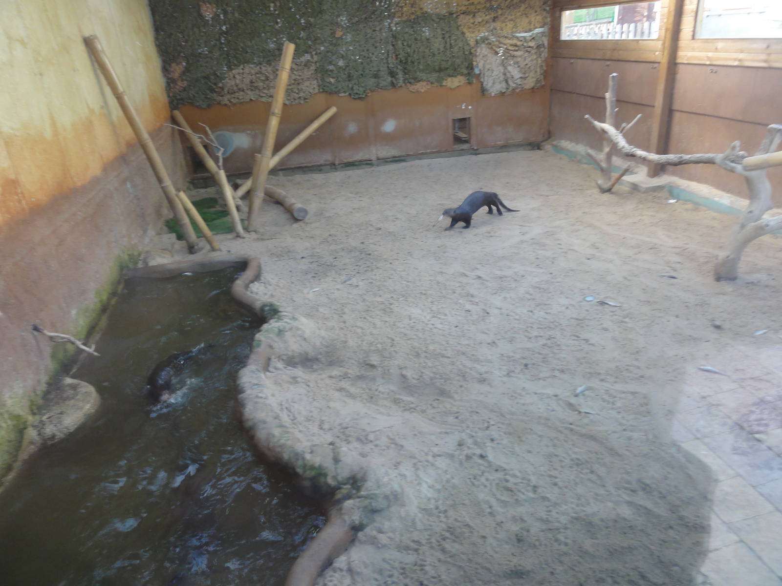 Z*A*M: Christmas 2016: Interior giant otter enclosure