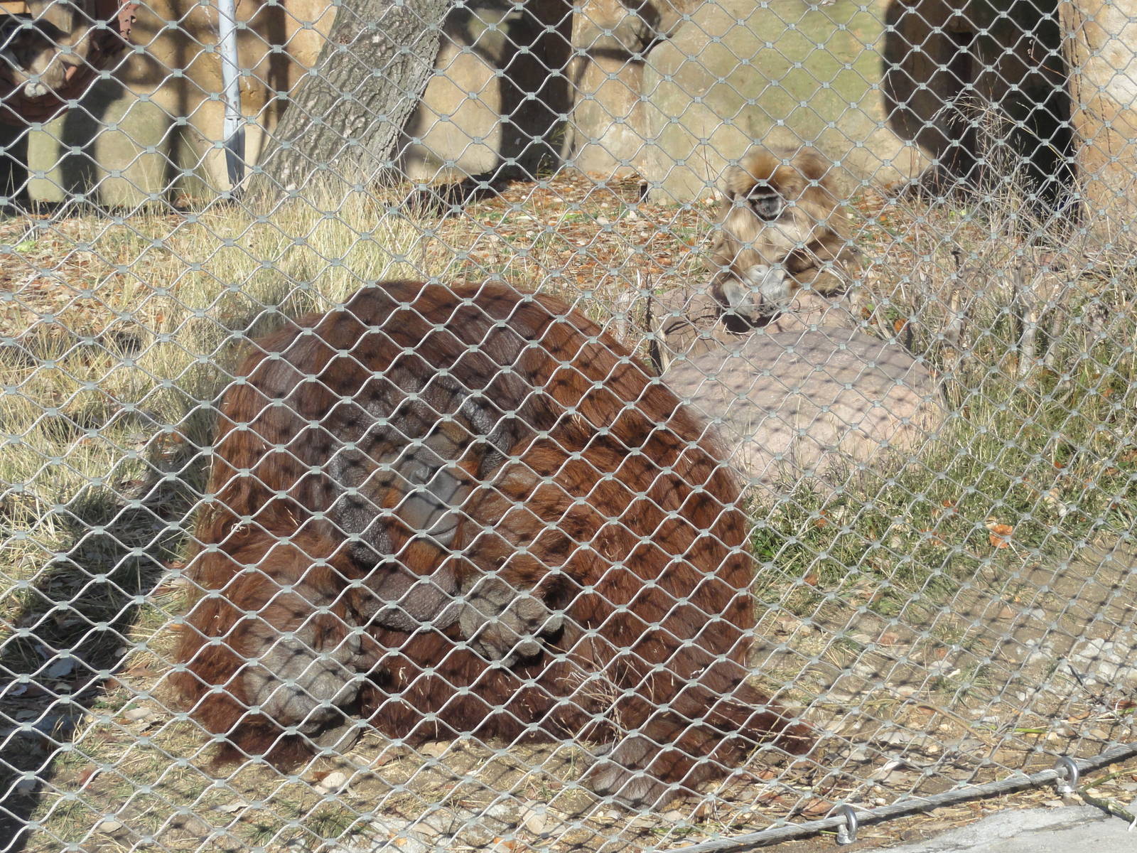 Z*A*M: Christmas 2016: Orang and gibbs