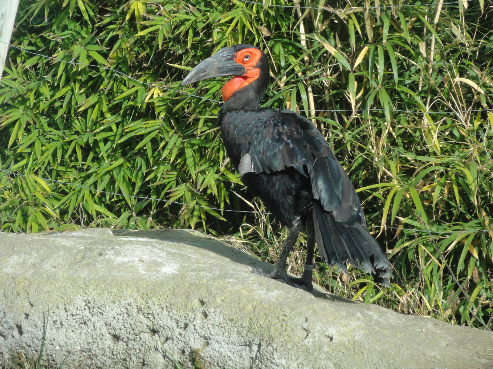 Z*A*M: Christmas 2016: unexpected guest