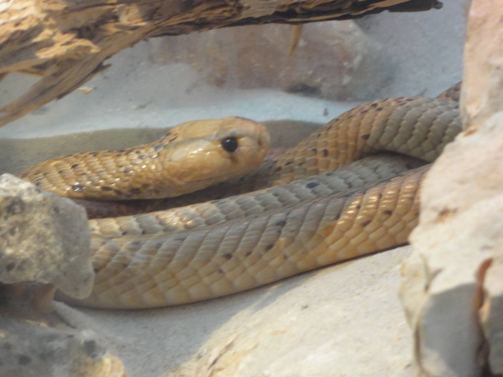 Z*A*M: Christmas 2016: Unsure cobra