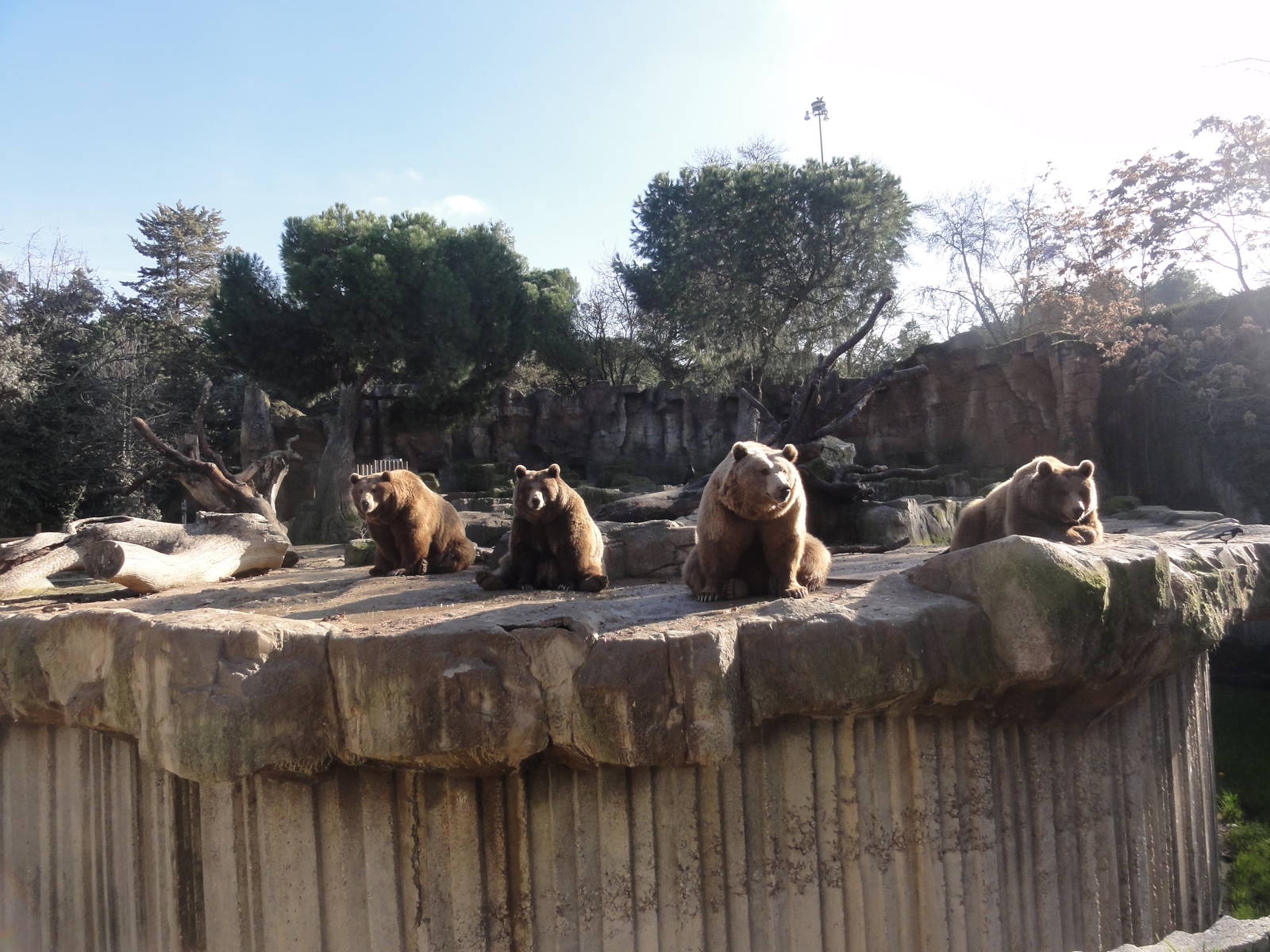 Z*A*M: Christmas 2016: we bare bears with bare feet