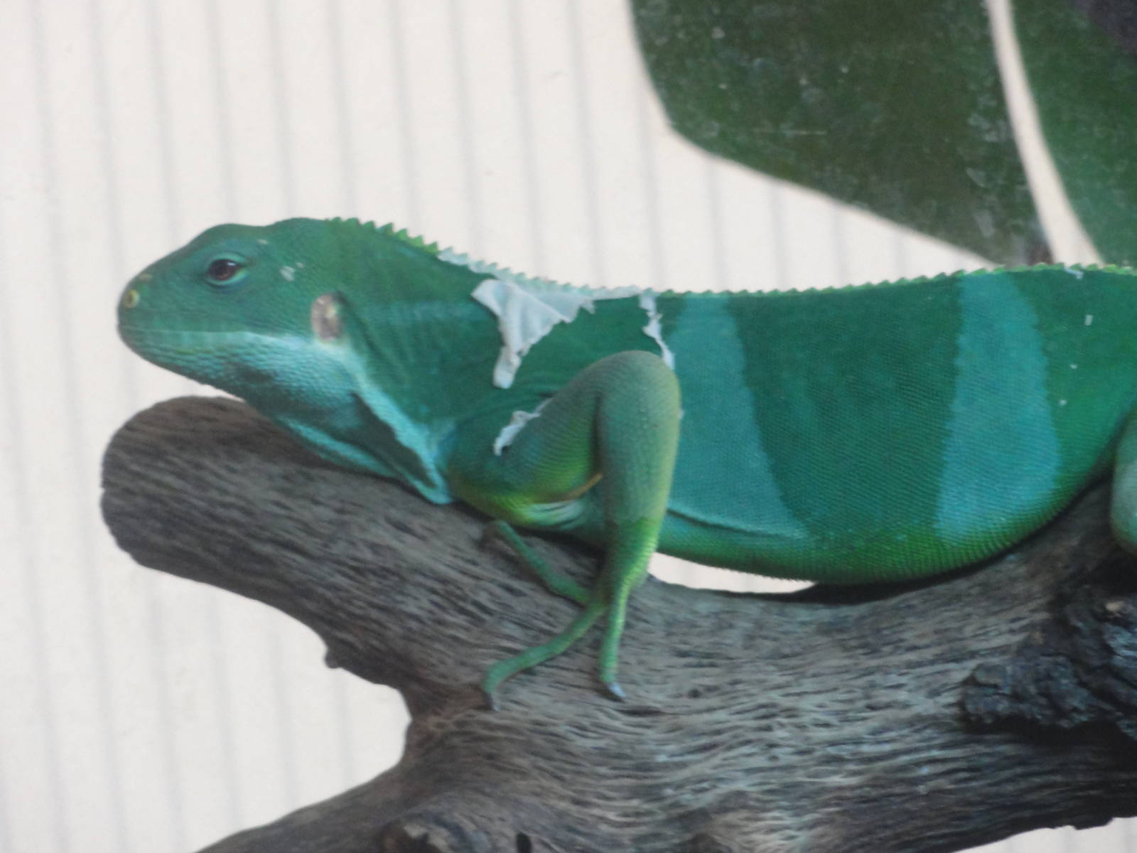 Z*A*M: Christmas 2016