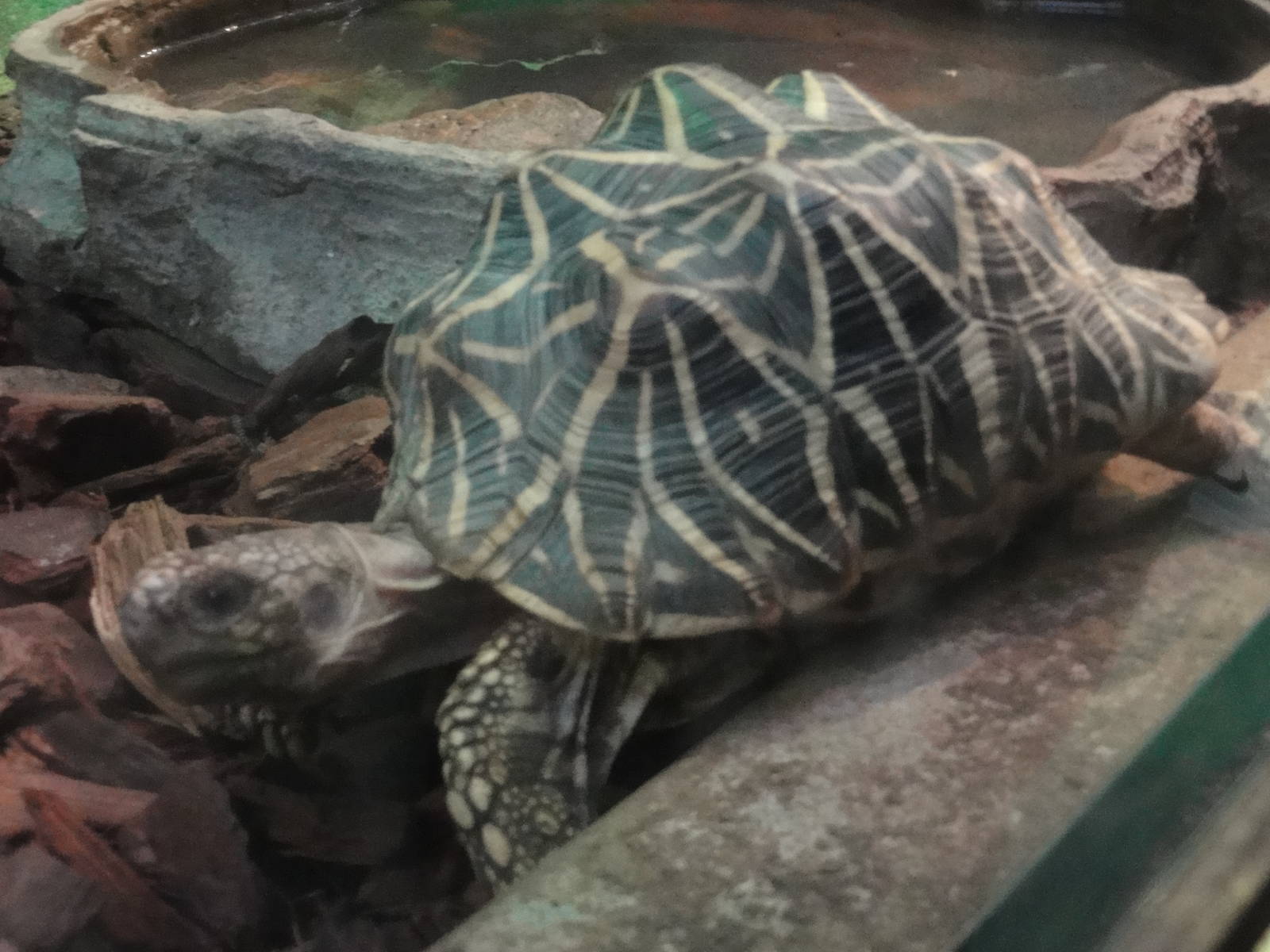 Z*A*M: Christmas 2016