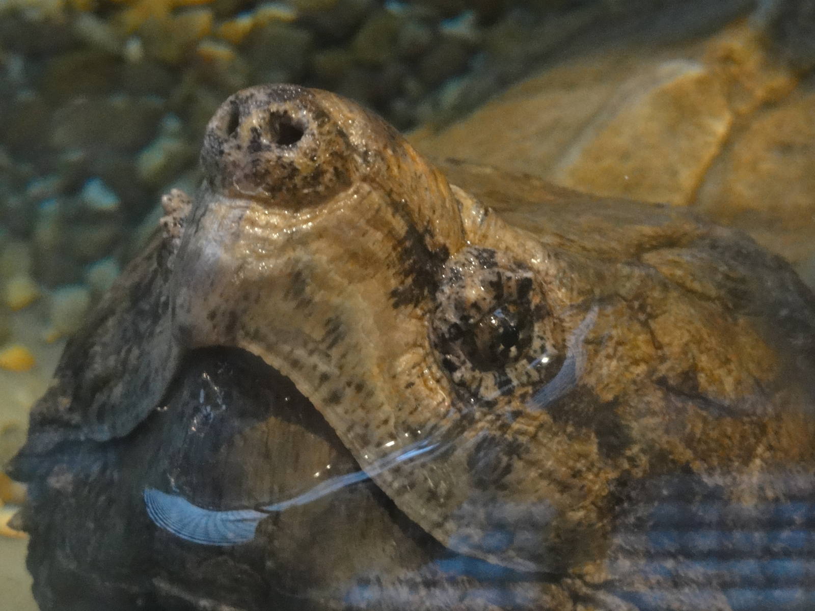 Z*A*M: Christmas 2016