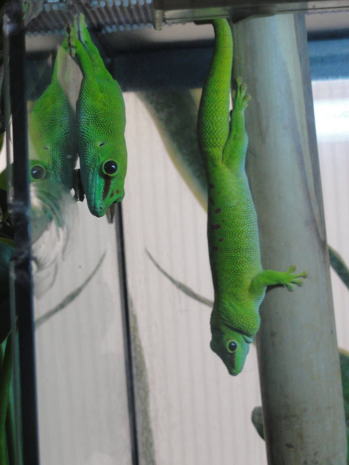 Z*A*M: Christmas 2016