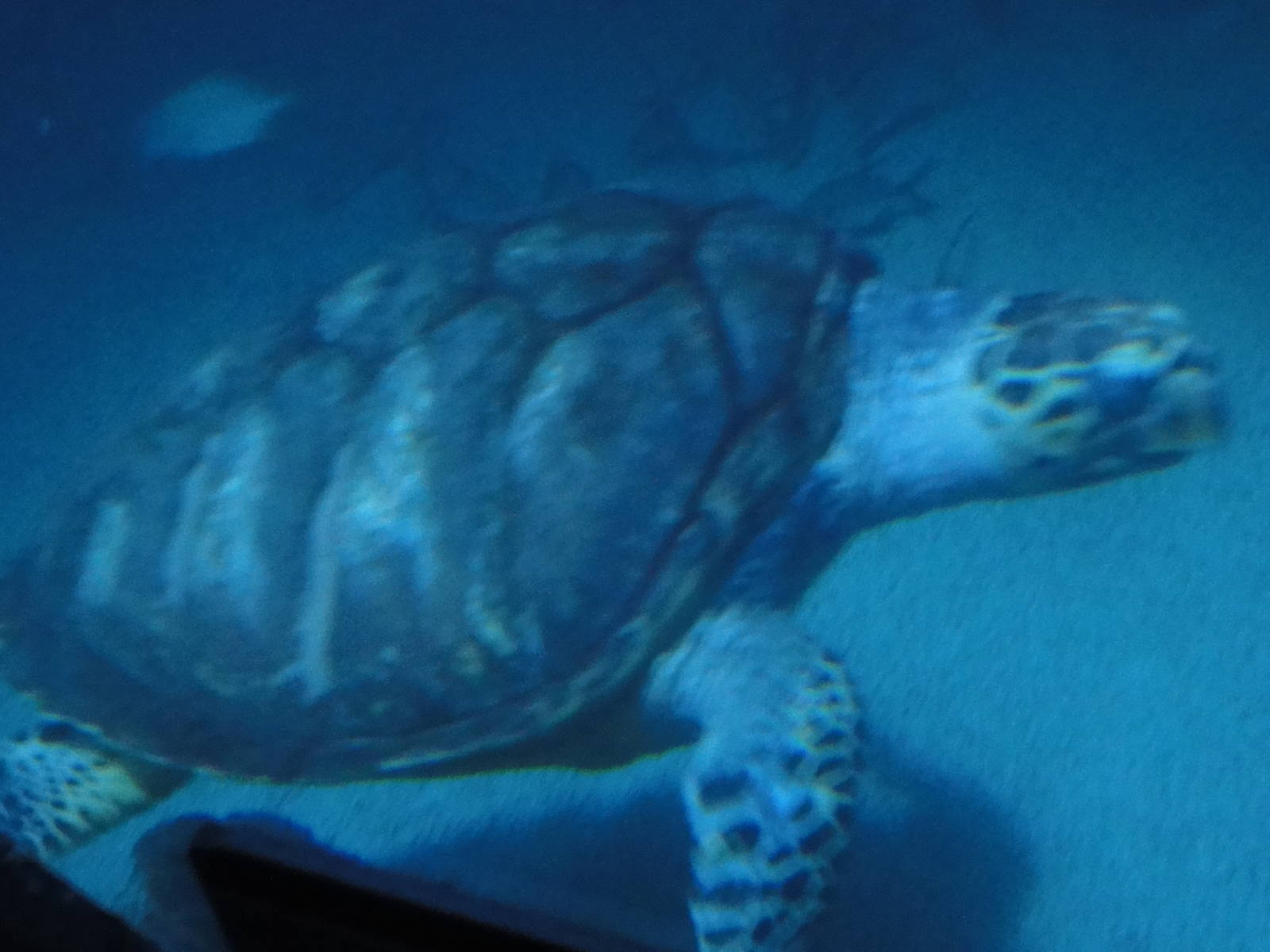 Z*A*M: Christmas 2016