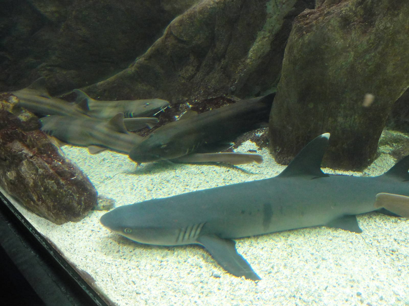 Z*A*M: Christmas 2016