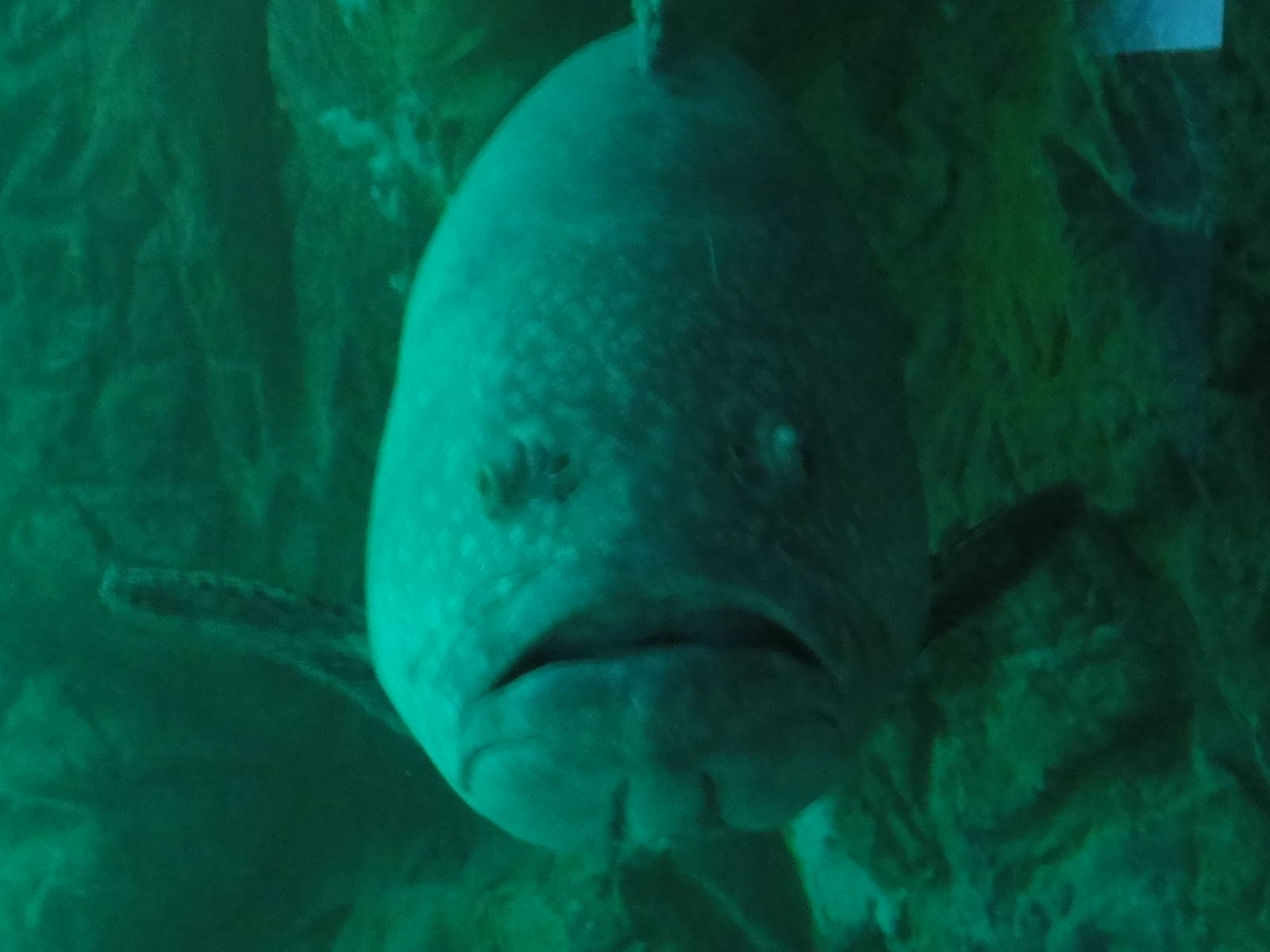 Z*A*M: Christmas 2016