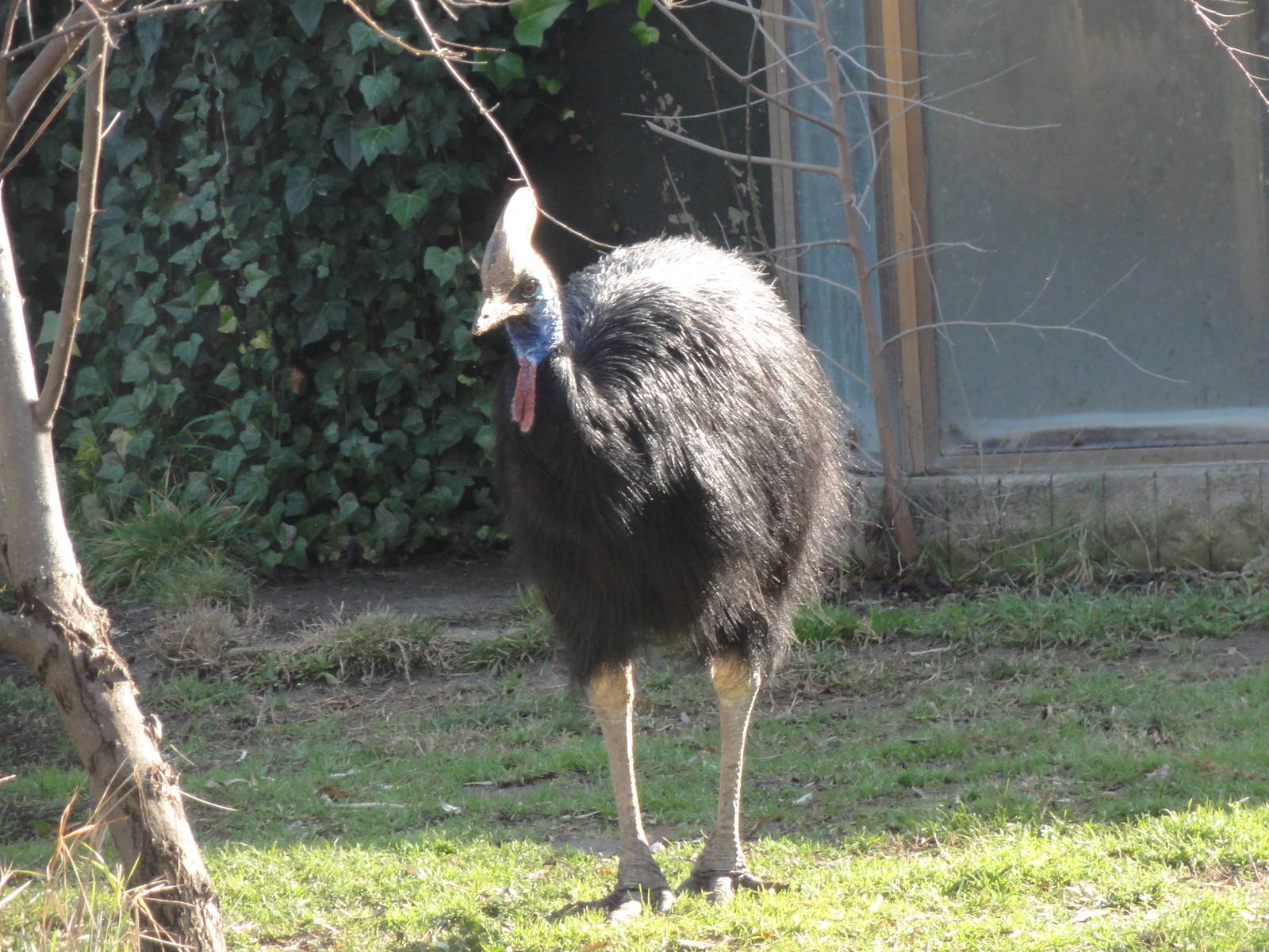 Z*A*M: Christmas 2016