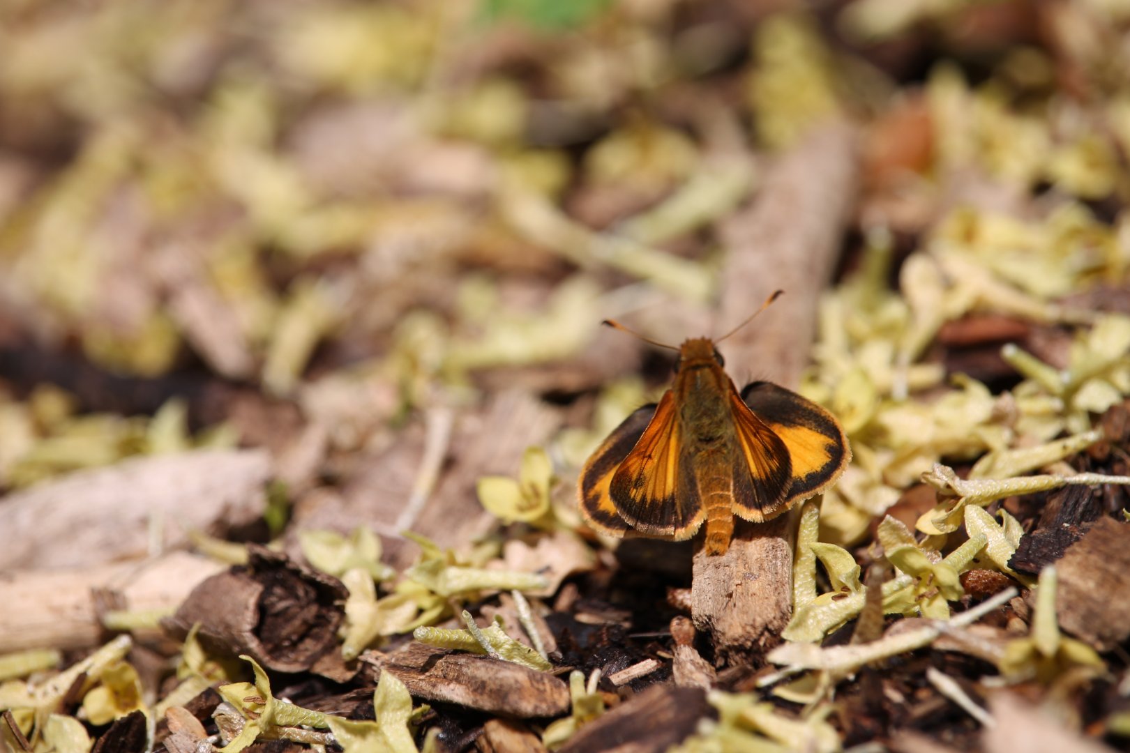 Zabulon skipper (Lon zabulon)