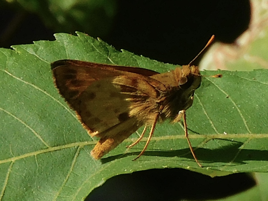 Zabulon skipper