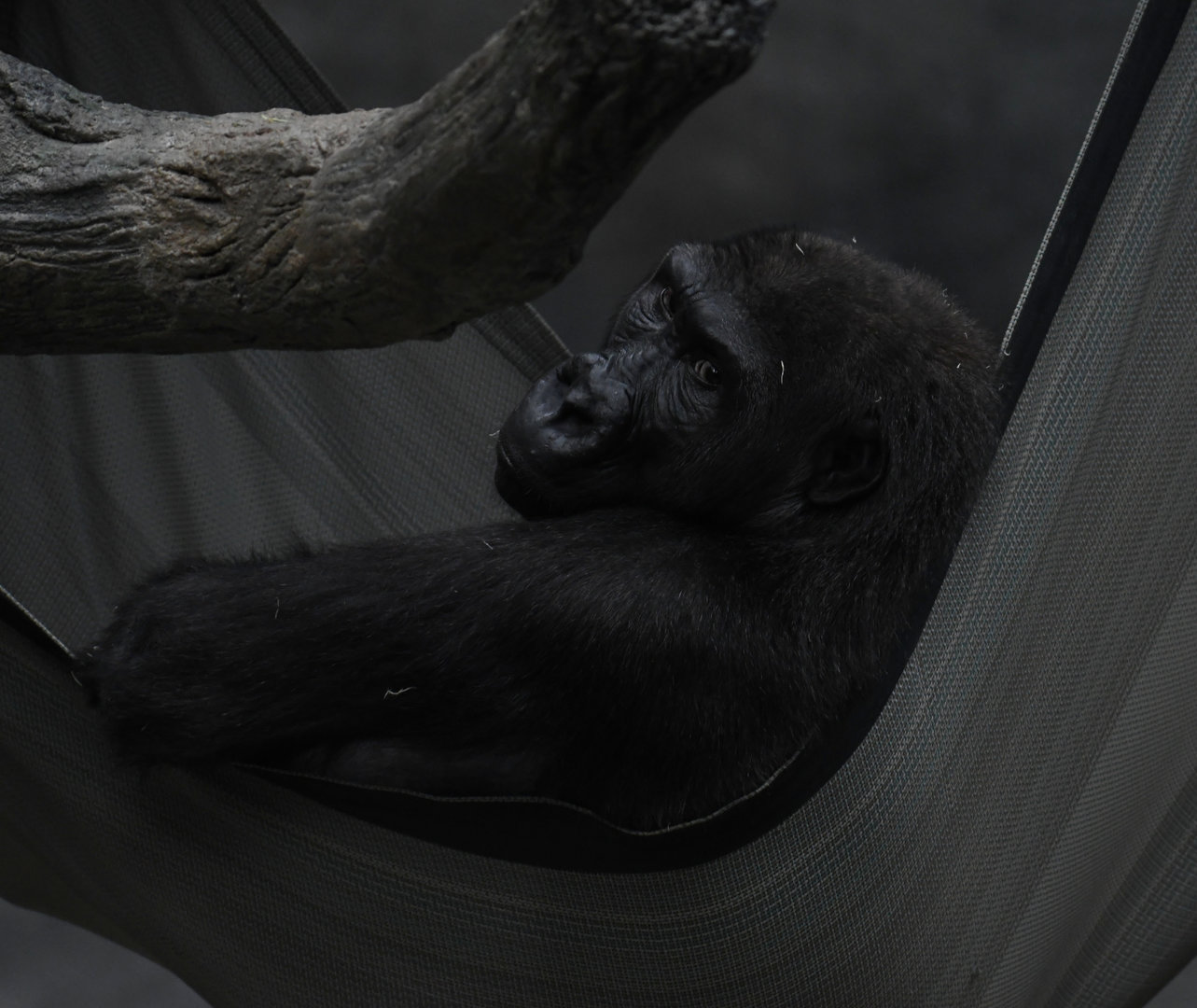 Zachary - Western Lowland Gorilla