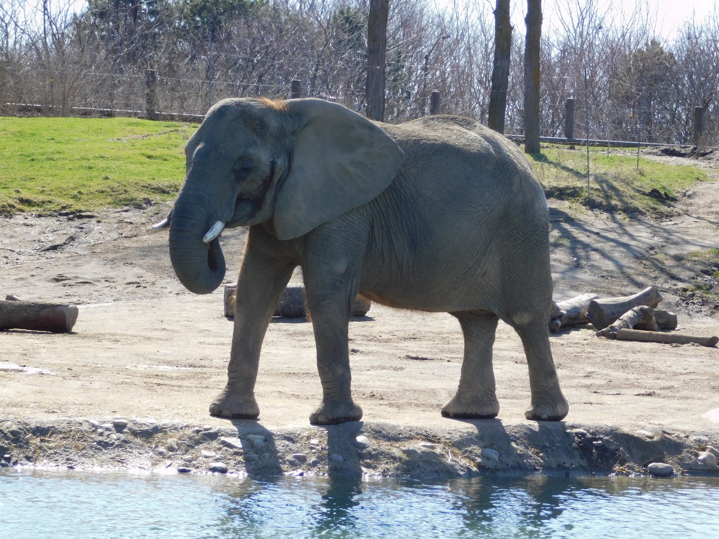 Zahara 16-year-old Female African Elephant (Loxodonta africana) March 2022