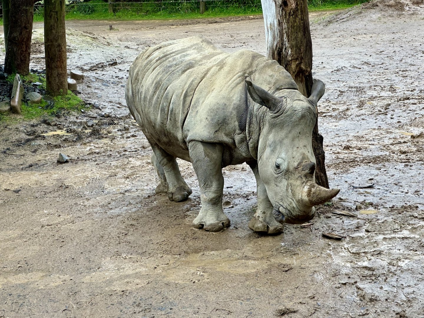 Zahra (Southern white rhinoceros)