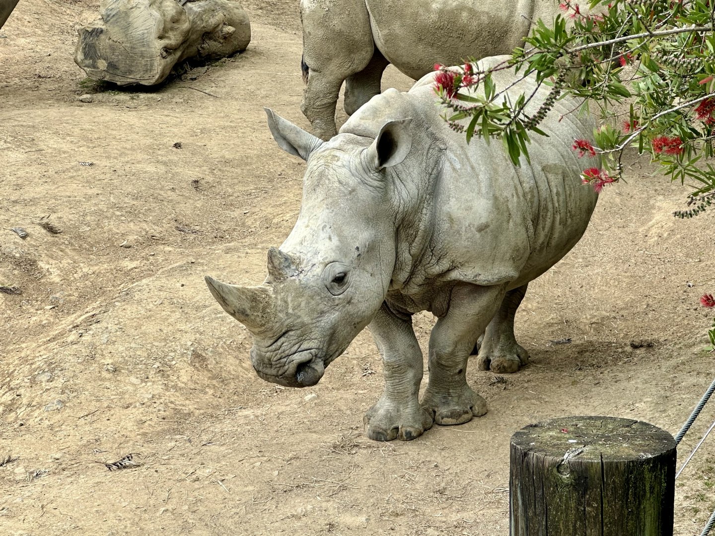 Zahra (Southern white rhinoceros)