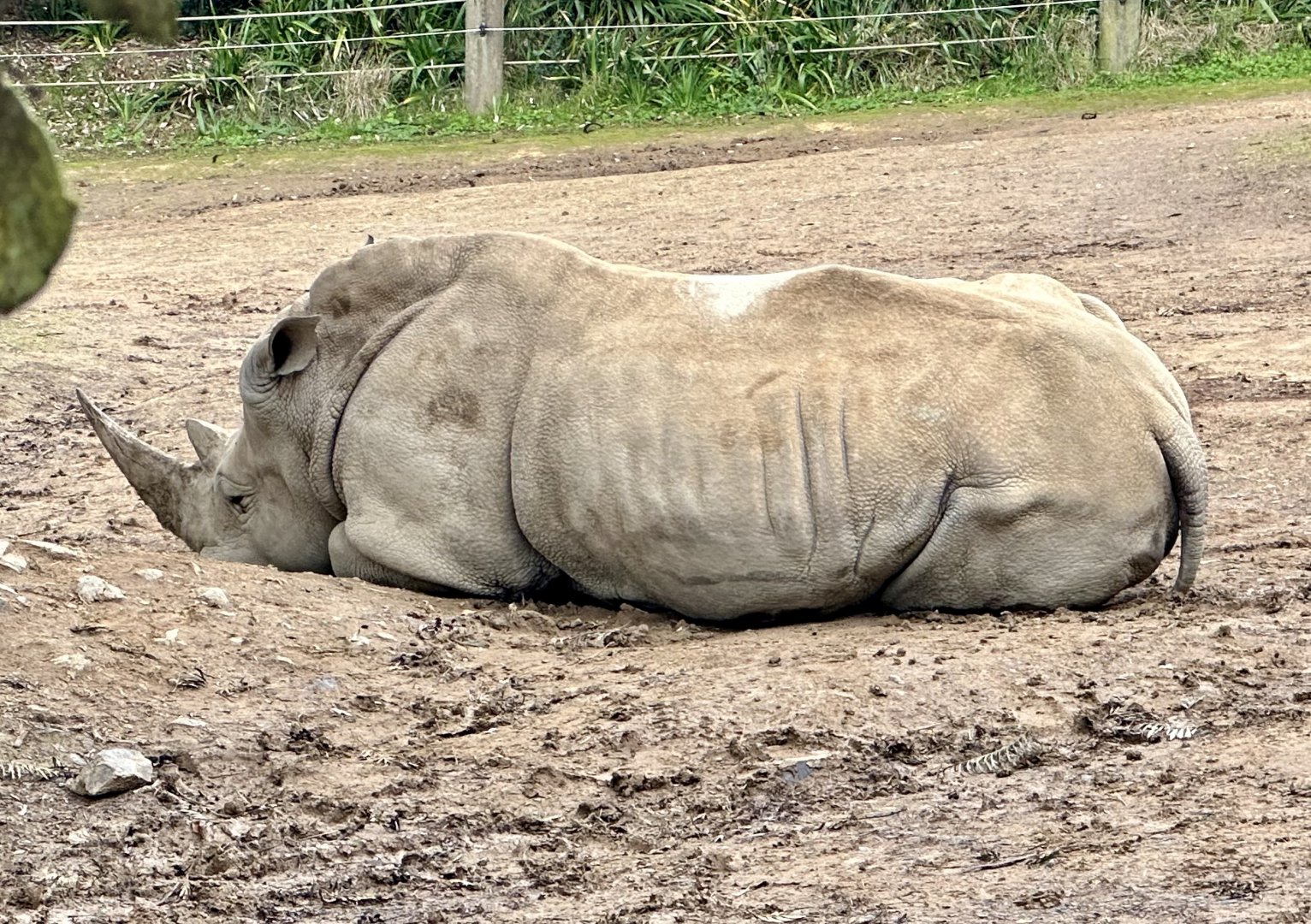 Zahra (Southern White Rhinoceros)