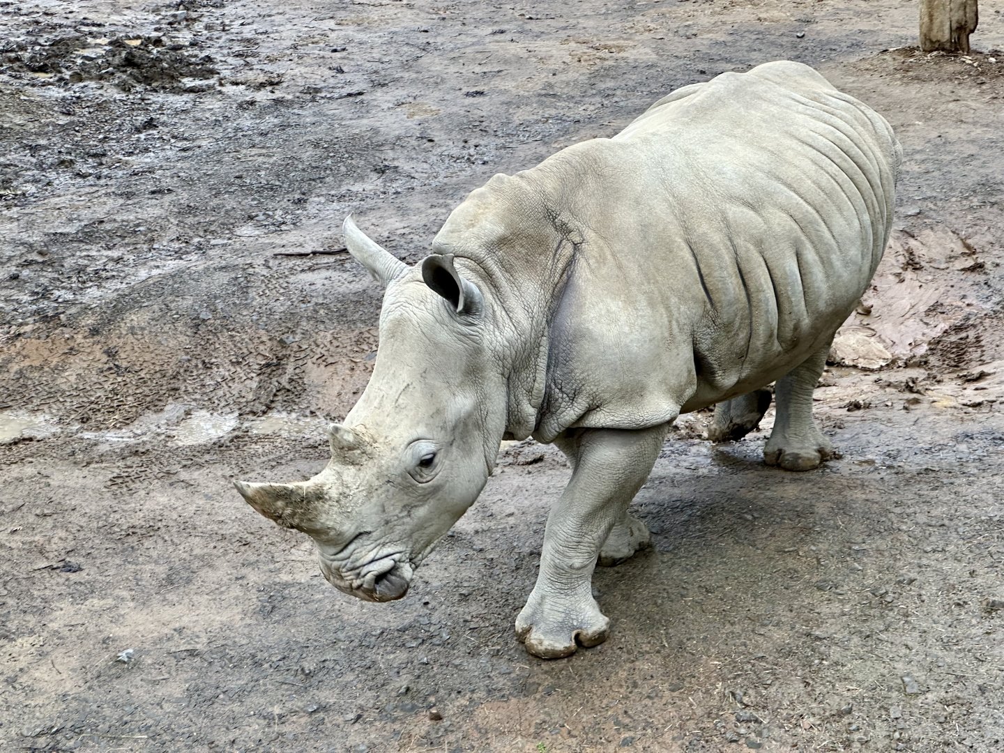 Zahra (Southern White Rhinoceros)