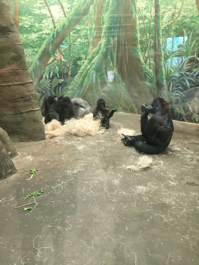 Zahra the baby gorilla