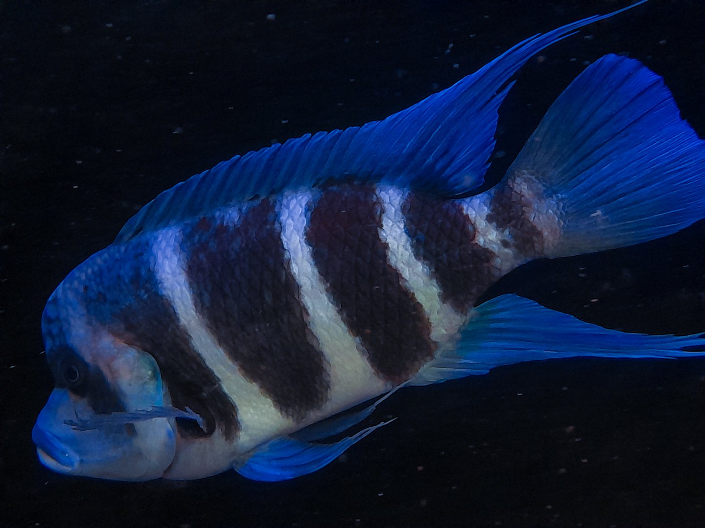 Zaire Blue "Frontosa" (Cyphotilapia gibberosa 'Kapampa')