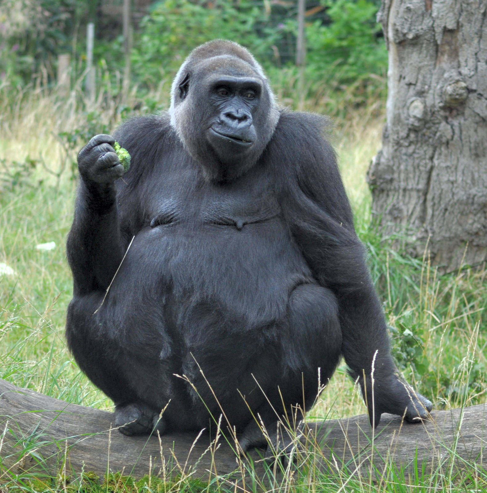 Zaire enjoying some brocolli