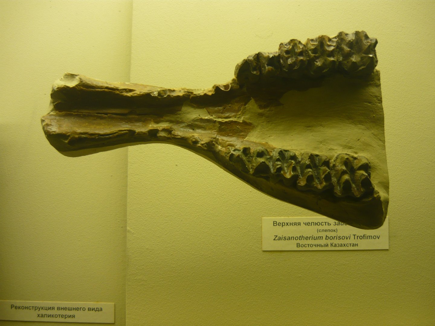 Zaisanotherium borisovi jaw fragment (cast)