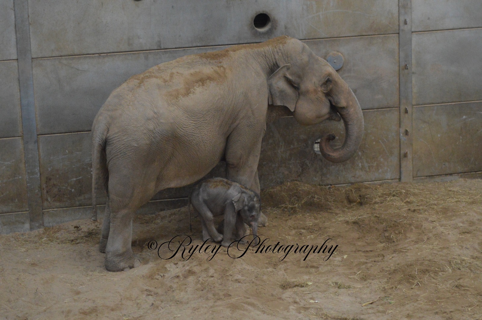 Zaiya And Mother Tara Blackpool Zoo