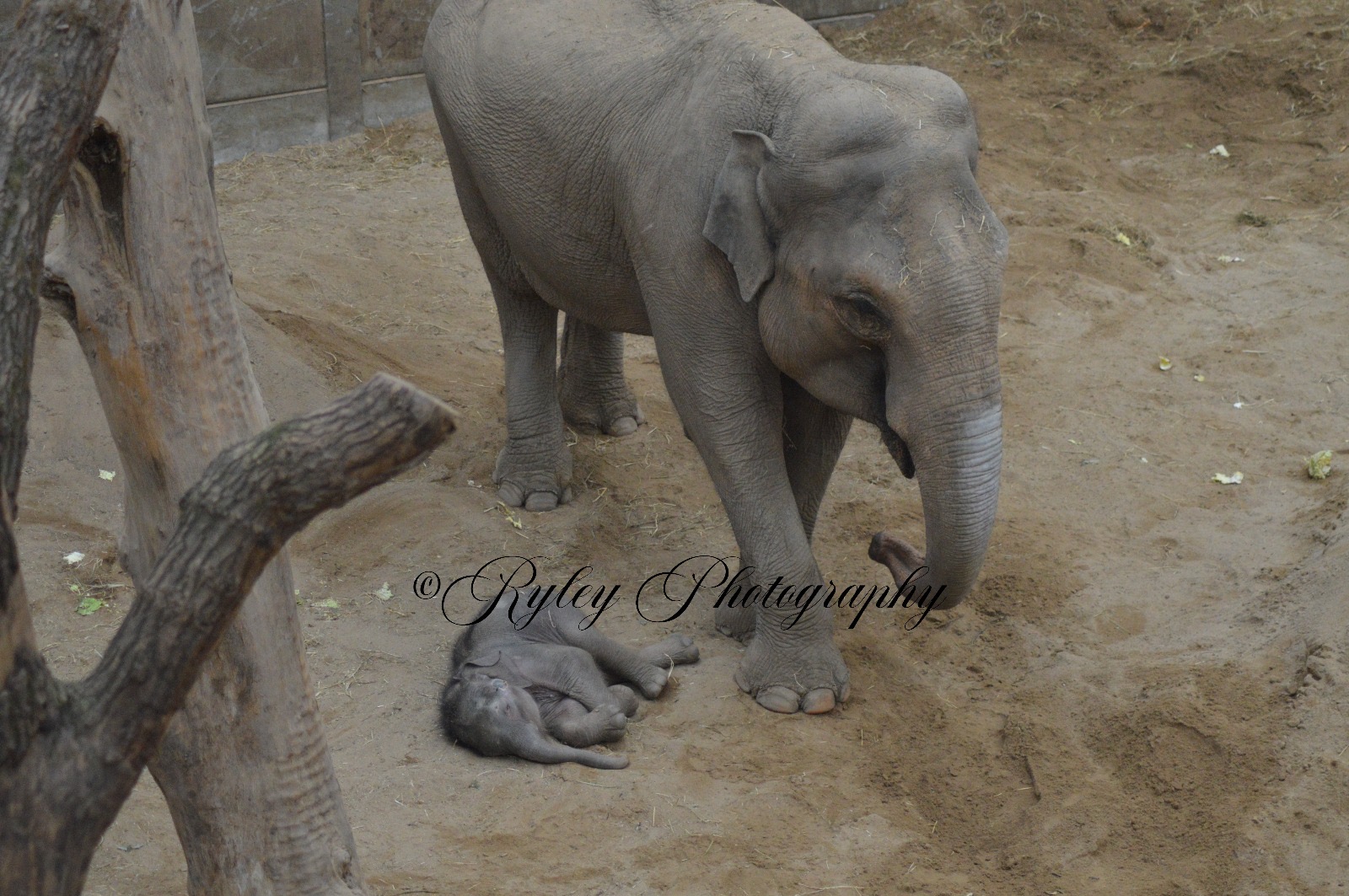 Zaiya The Newest Member Of Blackpools Elephant Herd