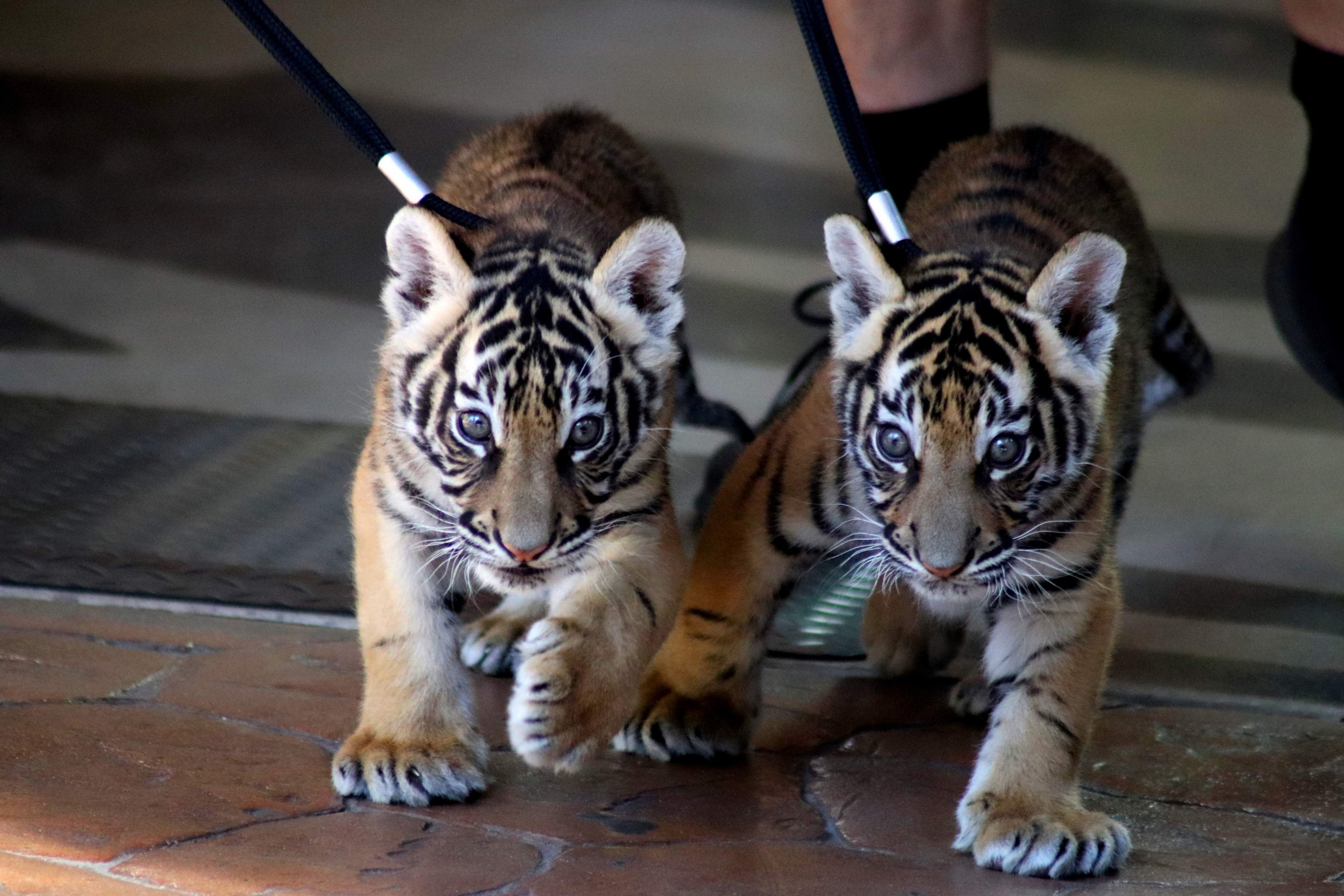 'Zakari' and 'Javi' - Hybrid Tiger Cubs (Panthera tigris)