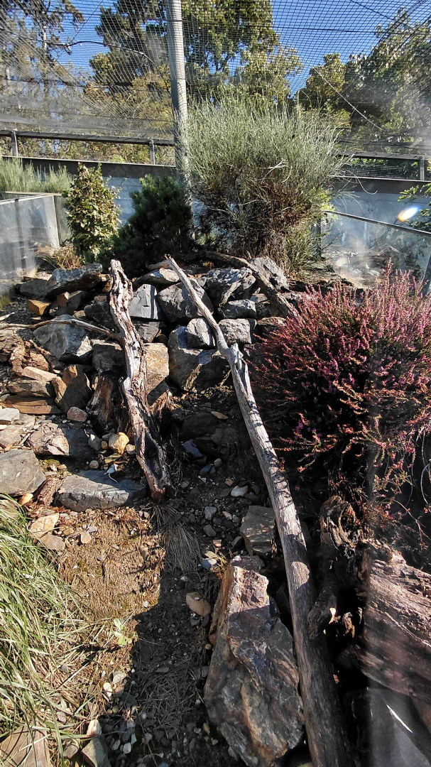 Zakázanka - European common adder exhibit