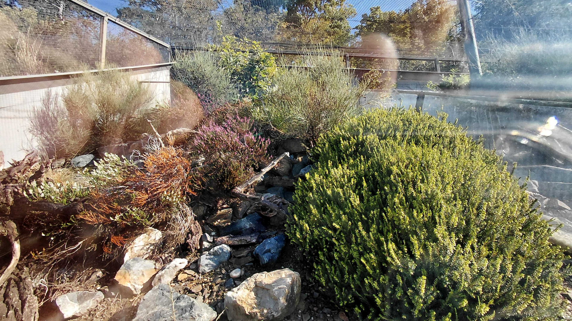 Zakázanka - Sand lizard + smooth snake exhibit