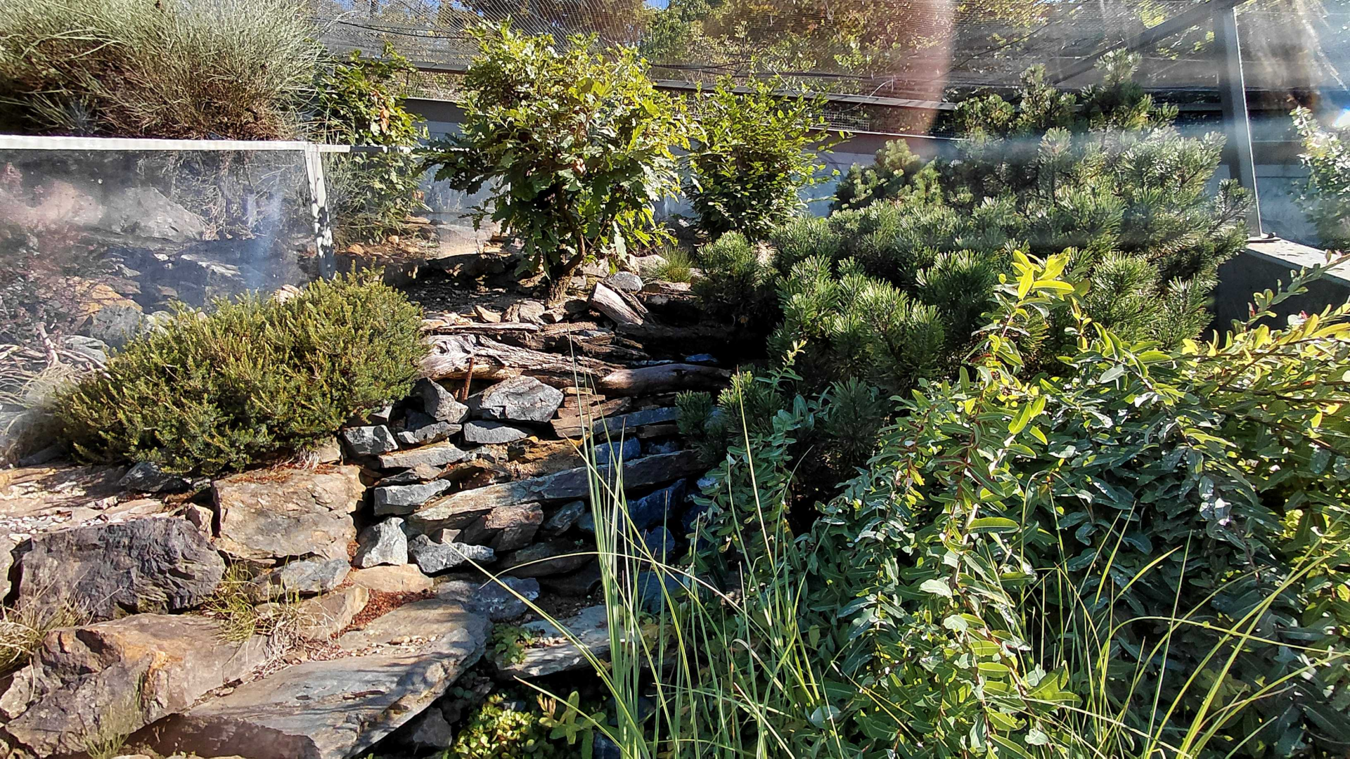 Zakázanka - Sand lizard + smooth snake exhibit