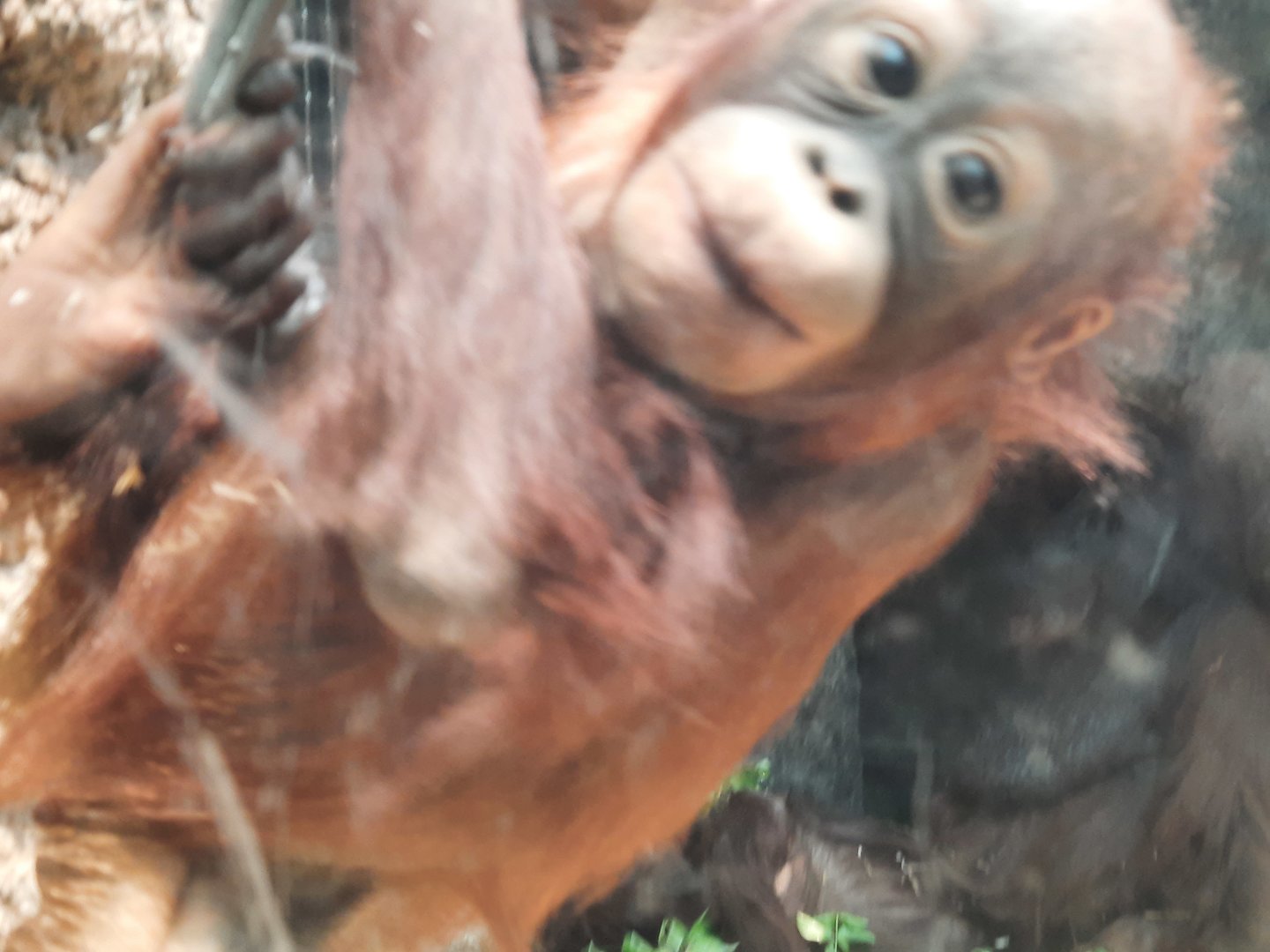 Zaki hogging the attention