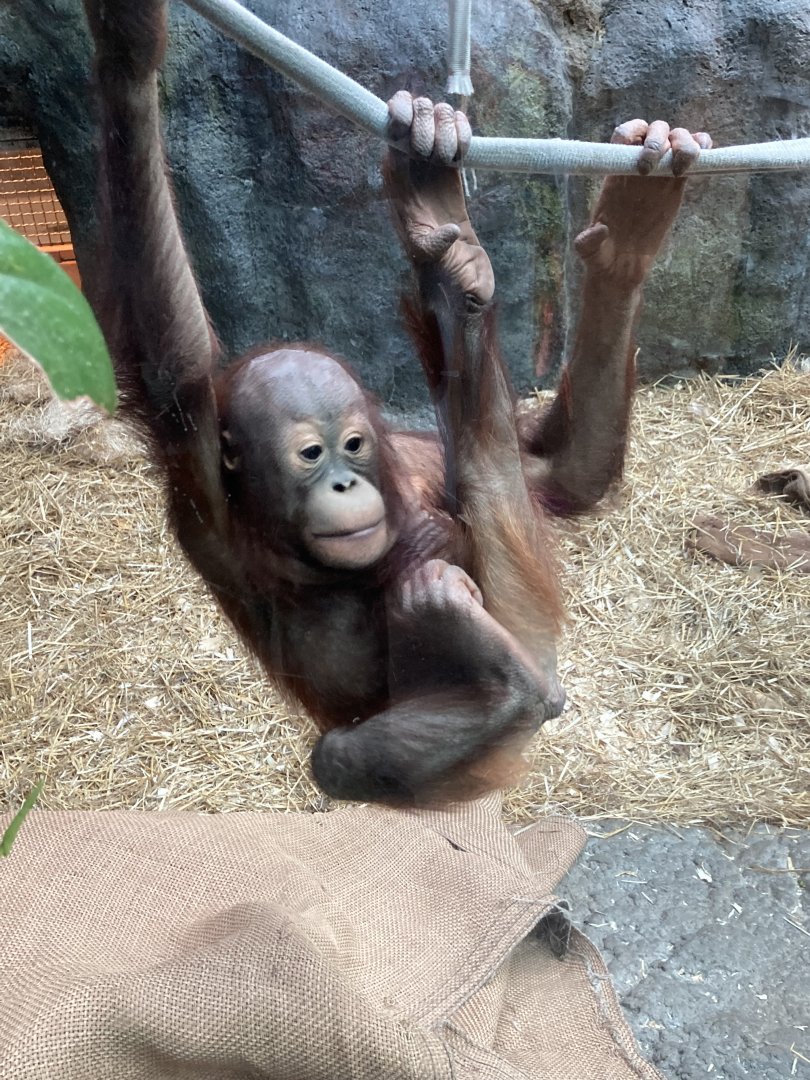 Zaki the Bornean Orangutan
