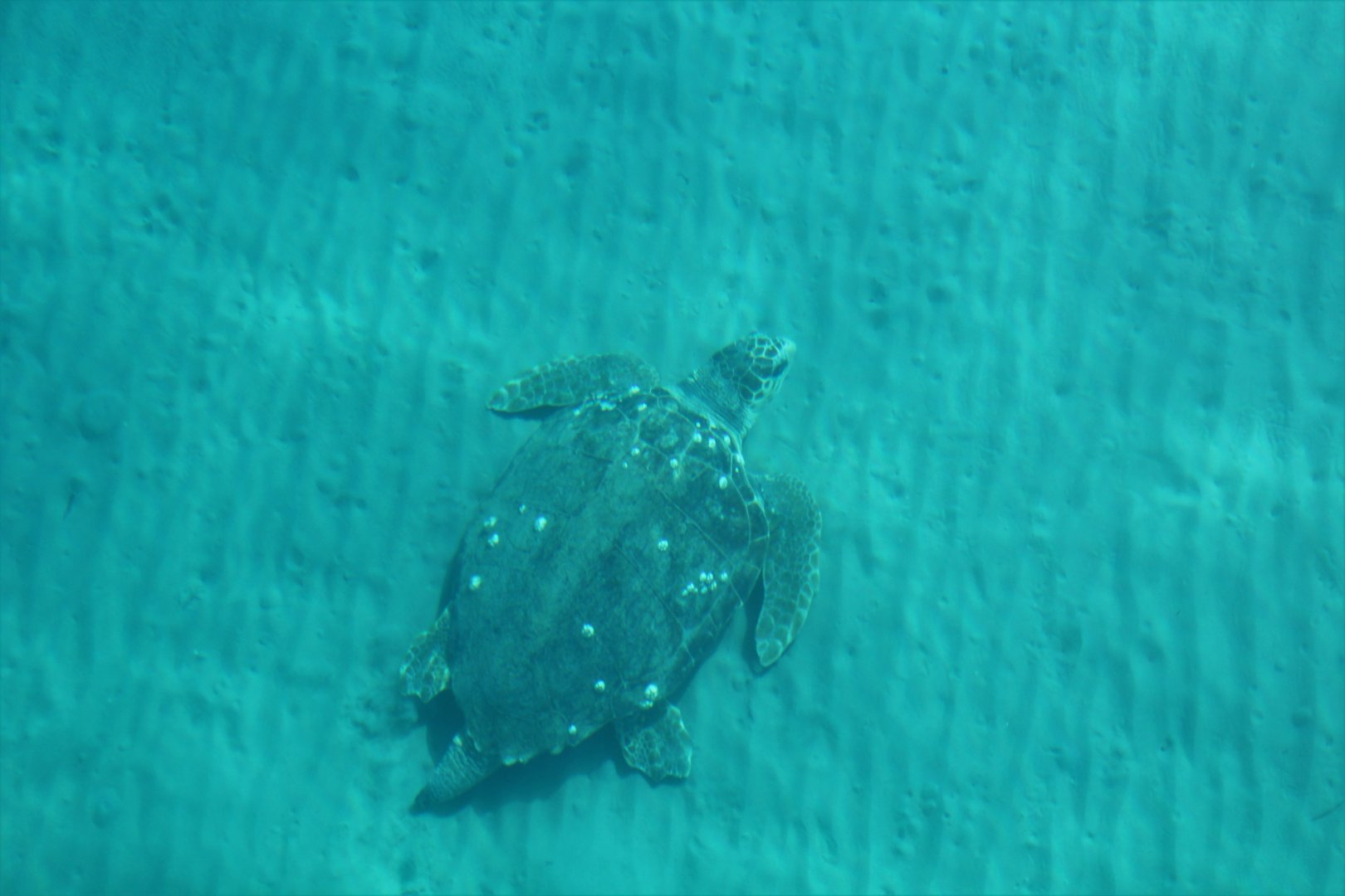 Zakynthos 2017 - Loggerhead sea turtle