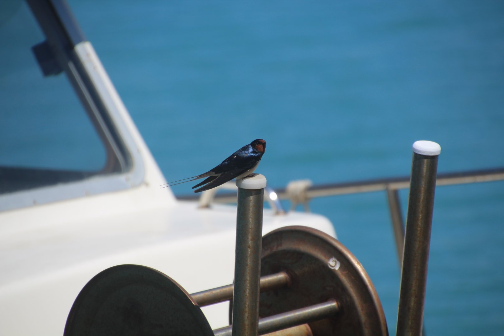 Zakynthos 2017 - Welcome Swallow