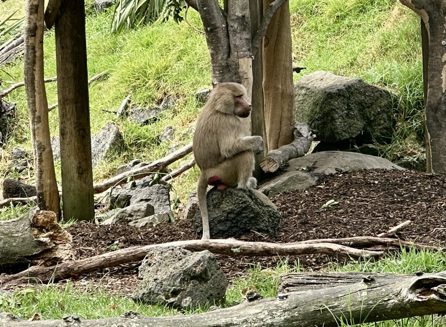 Zala (Hamadryas Baboon)