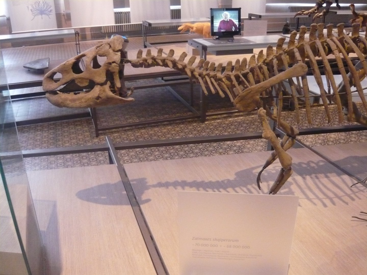 Zalmoxes shqiperorum skeleton (model)