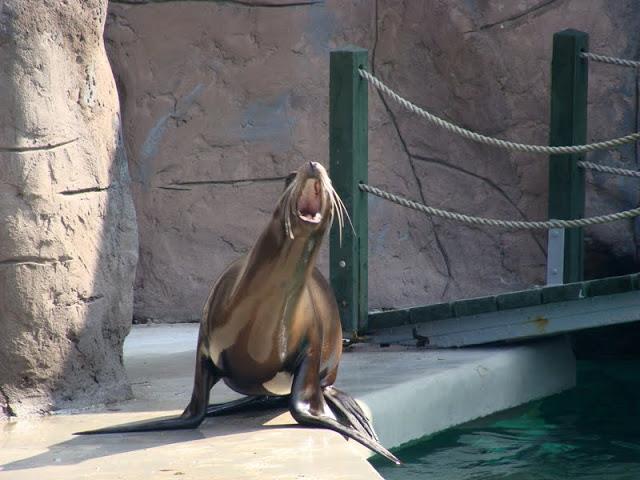 Zalophus californianus