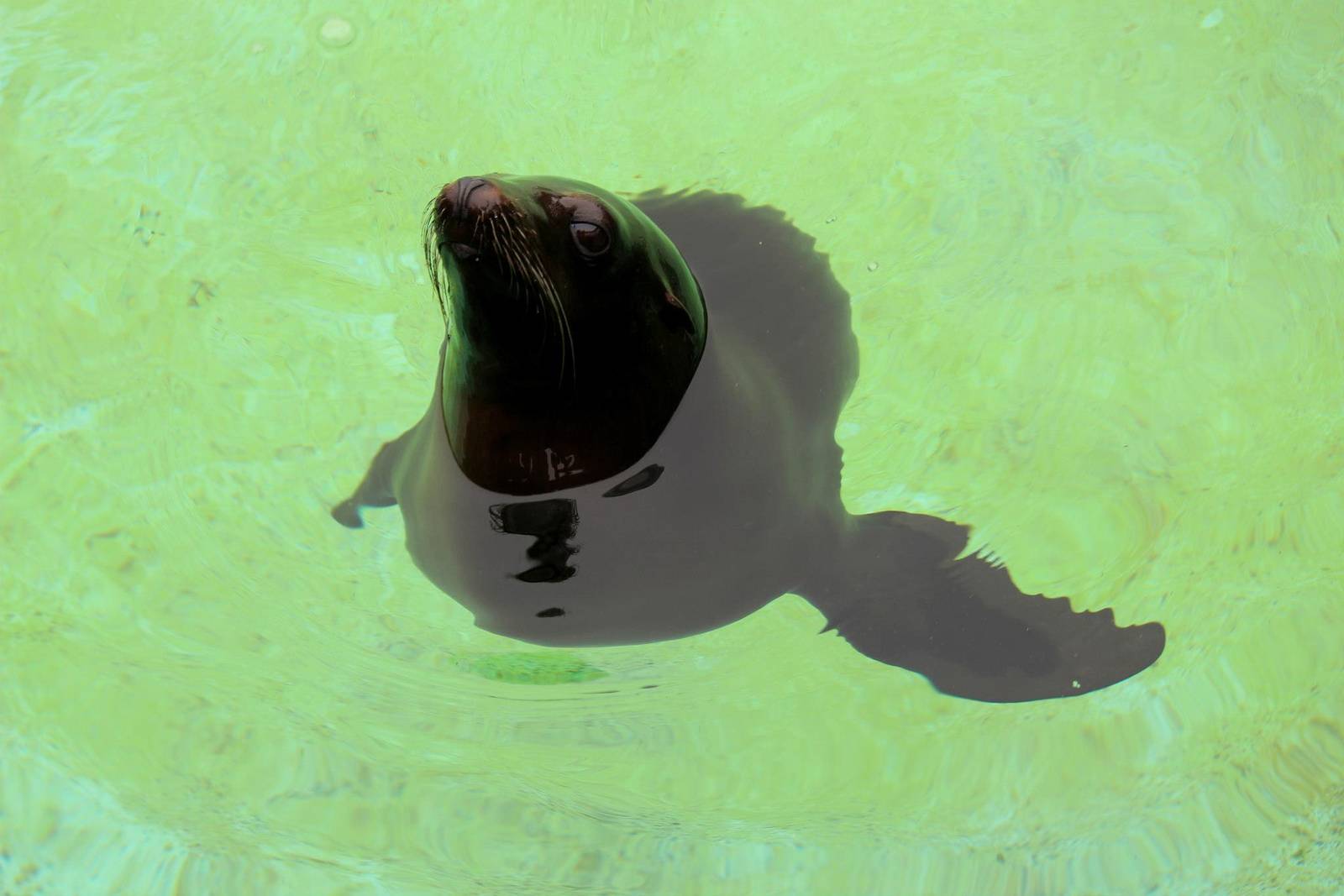 Zalophus californianus