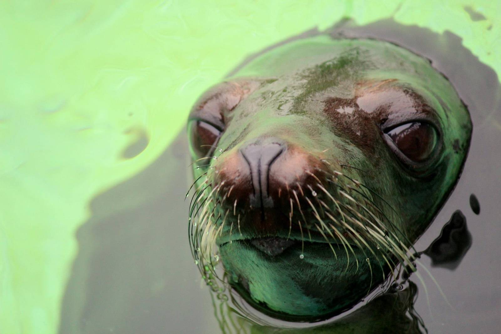 Zalophus californianus