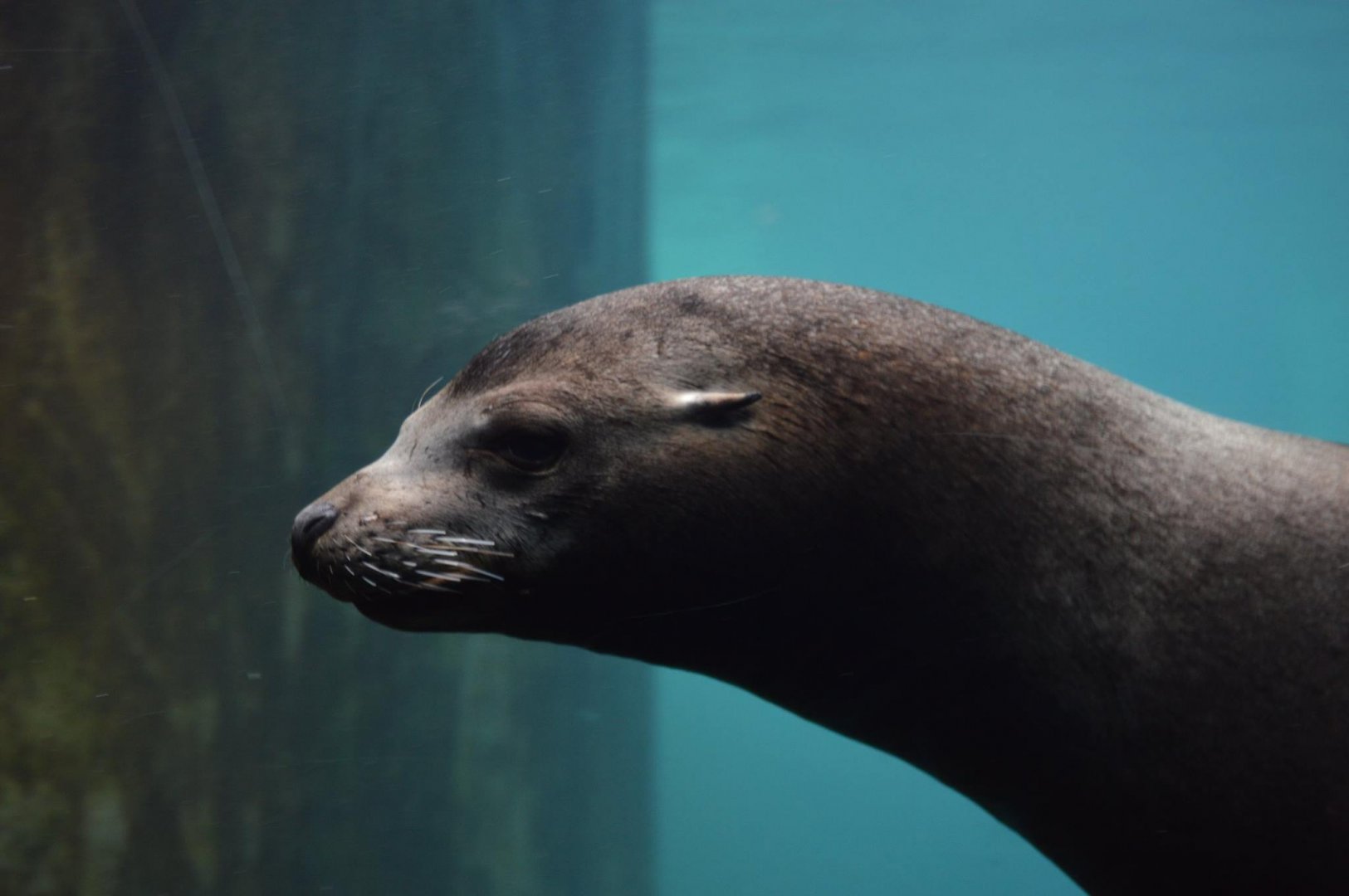 Zalophus californianus