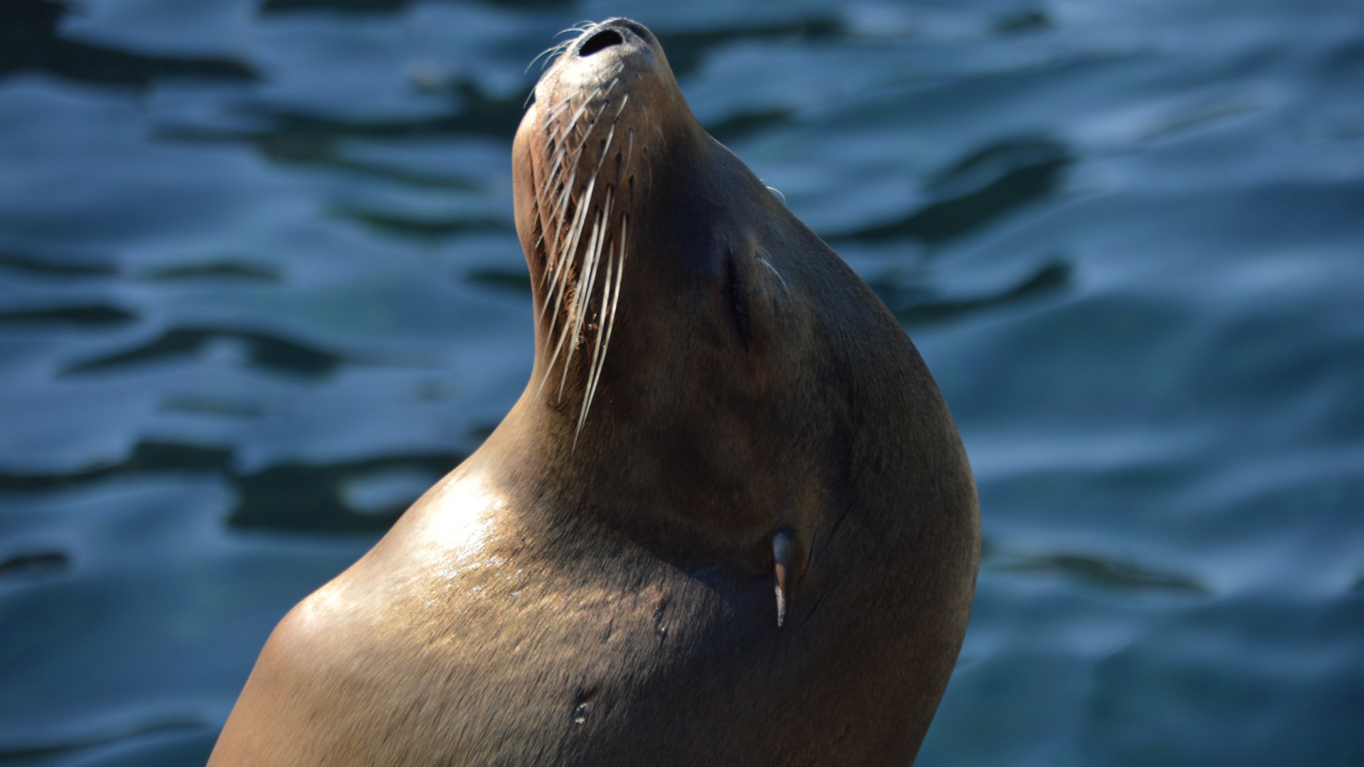 Zalophus californianus