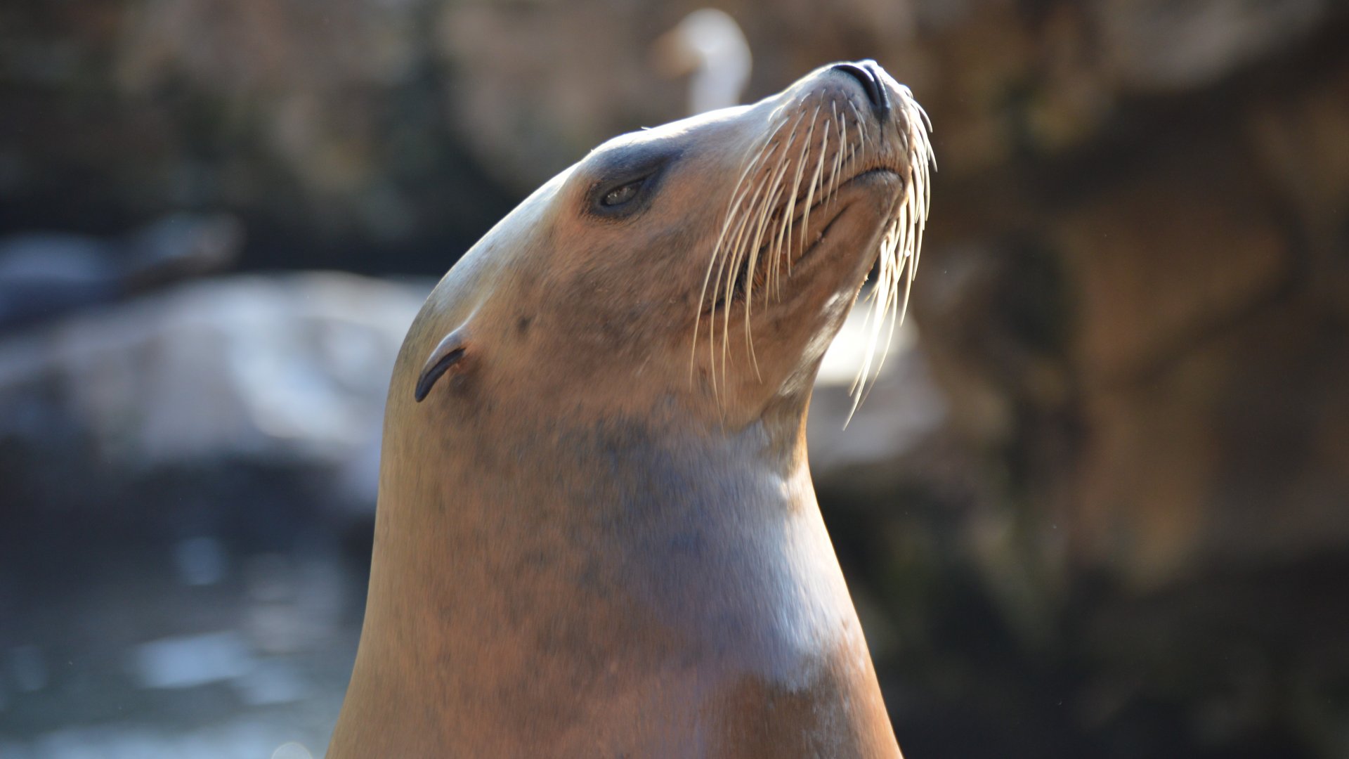Zalophus californianus