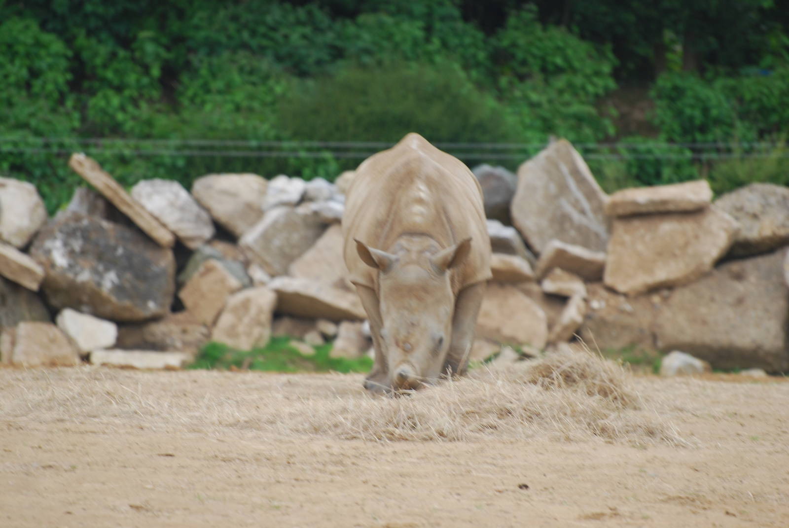 Zamba the white rhinoceros